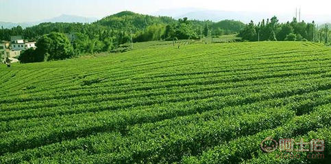 樂昌白毛茶 韶關茶源茶葉專業合作社的手工綠茶與紅茶